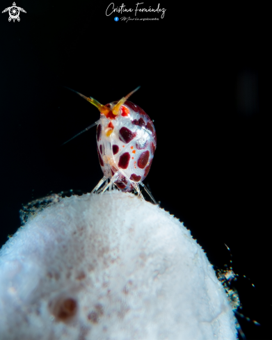 A Ladybug