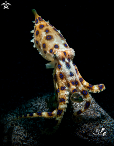 A Blue ring octopus 