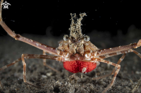 A Lupocyclus sp. 1