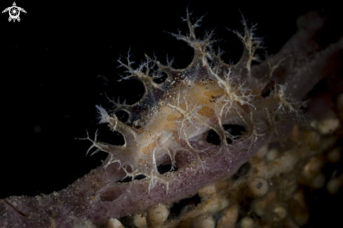 A Tritonia bollandi