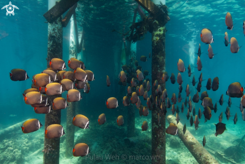 A red-tailed butterflyfish