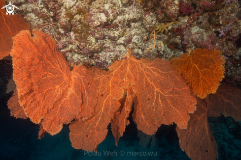 A reef 