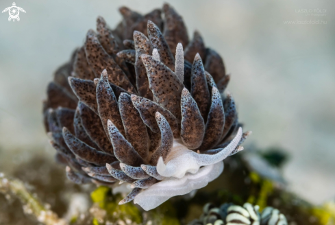 A Nudibranch