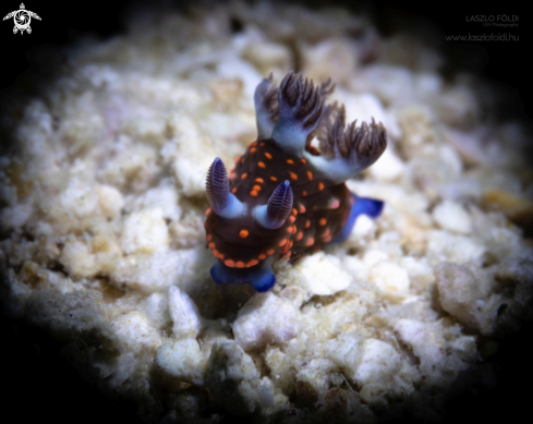 A Nudibranch