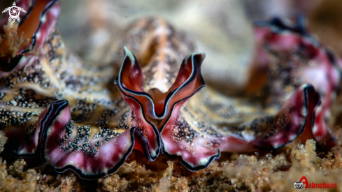 A Persian carpet flatworm