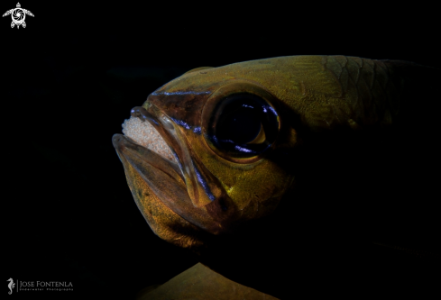 A Cardinal Fish