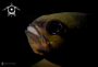 A Cardinal Fish