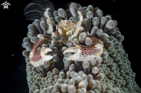 A Porcelain Crab
