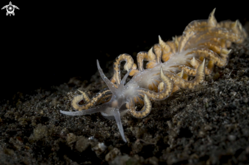 A Phyllodesmium poindimiei