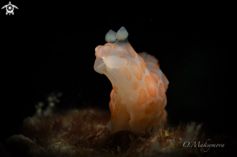 A Nudibranch Gymnodoris sp.
