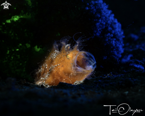 A Hairy frogfish 