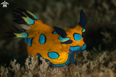 A Tambja pulcherrima nudibranch