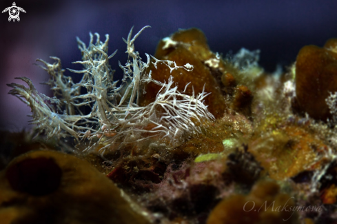 A Nudibranch Melibe colemani