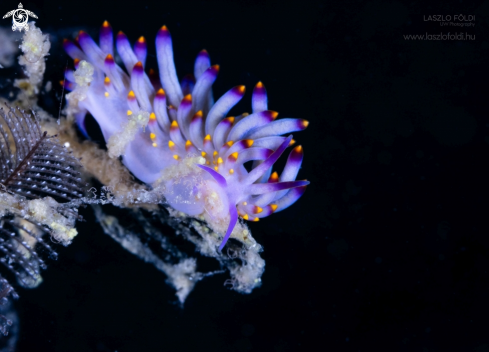 A Flabellina