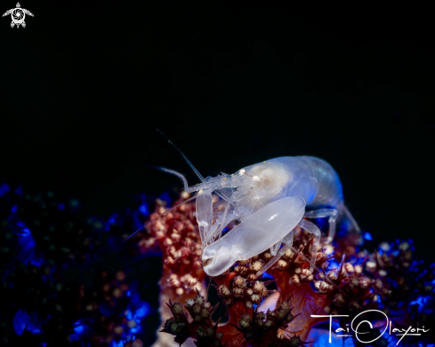 A Pistol shrimp