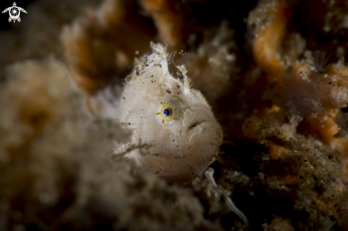 A Antennatus nummifer