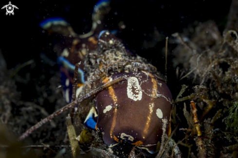 A Philinopsis speciosa