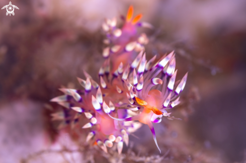 A Flabellina exoptata