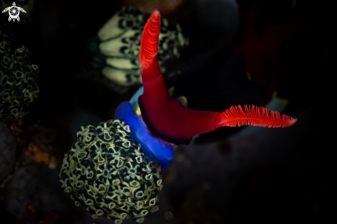 A Nembrotha chamberlaini