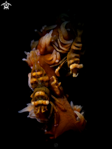 A Anker’s Whip Coral Shrimp