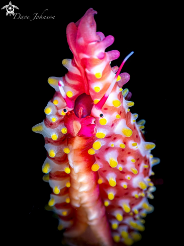A Cowrie