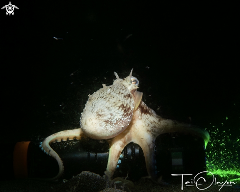 A Coconut Octopus 