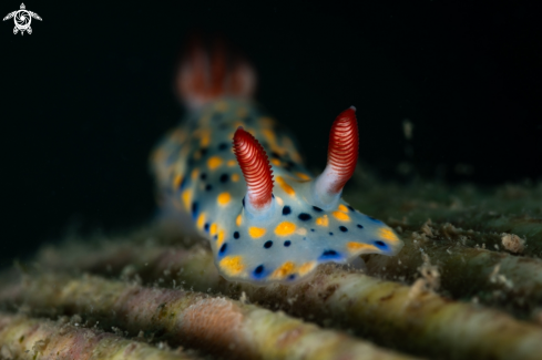 A Hypselodoris infucata nudibranch
