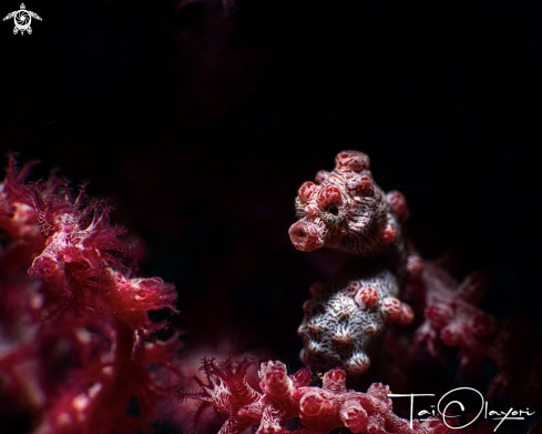A Pygmy seahorse
