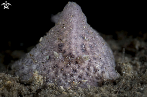 A Atagema sp.