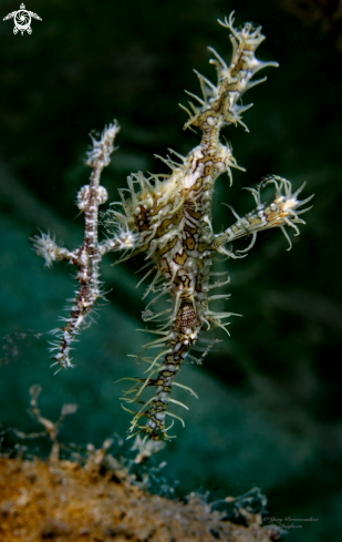 A Ghoast pipe fish 
