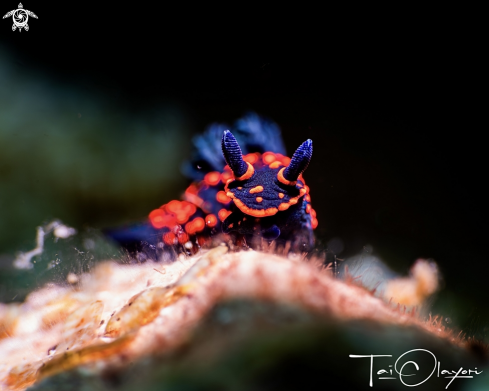 A Nembrotha sp.