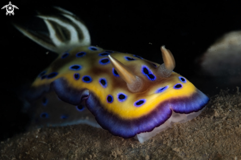 A Goniobranchus kuniei nudibranch