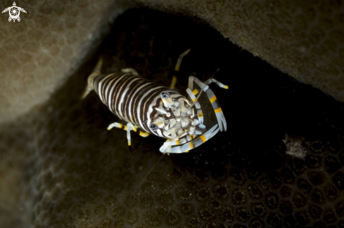 A Bumble Bee Shrimp