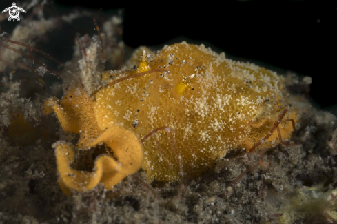 A Sclerodoris tarka