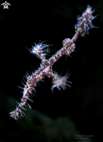 A Ghoast pipe fish 