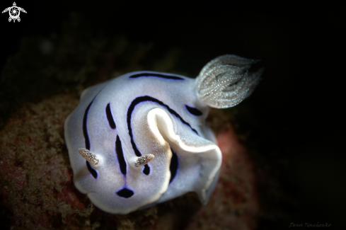 A  Chromodoris willani Rudman, 1982 | NUDIBRANCH