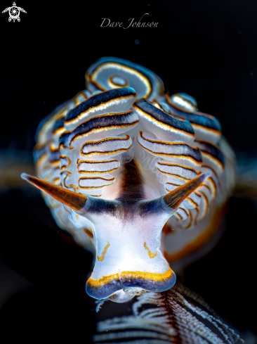 A Donut nudi