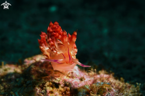 A Coryphellina rubrolineata | NUDIBRANCH