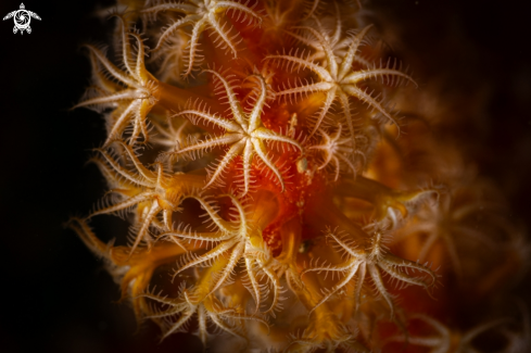 A Soft corals