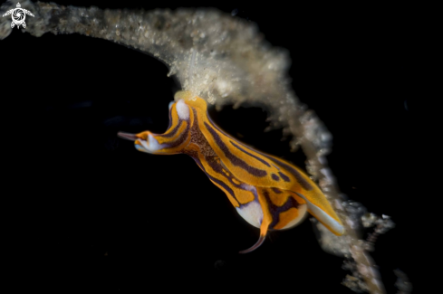 A Siphopteron tigrinum