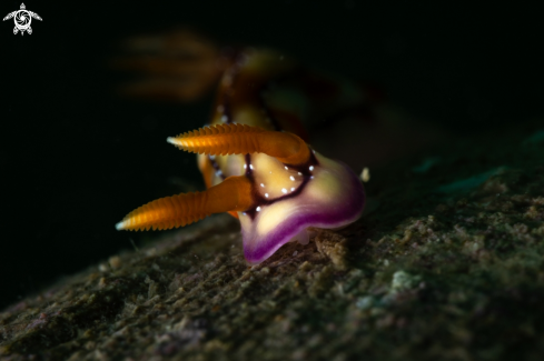 A Hypselodoris nudibranch