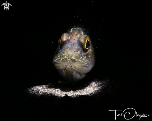 A Cardinal fish