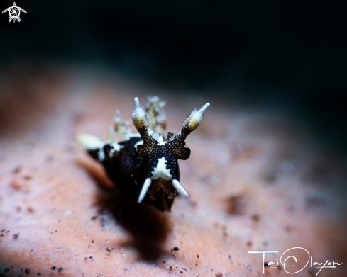 A Trapania euryeia