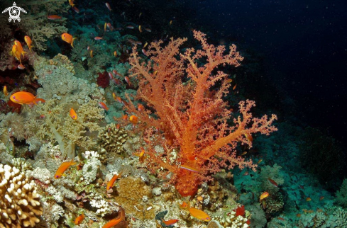 A soft corals