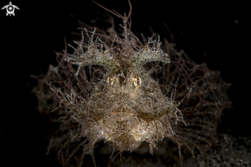 A Ambon Scorpionfish