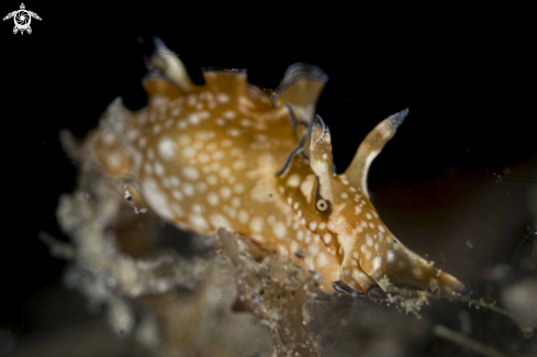 A Sea Hare