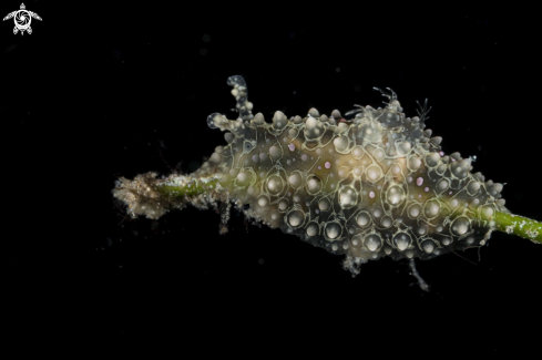 A Petalifera ramosa