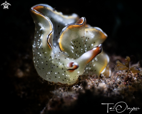 A Elysia marginata.