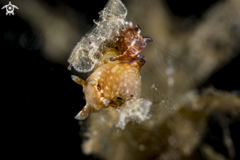 A Aplysia nigrocincta