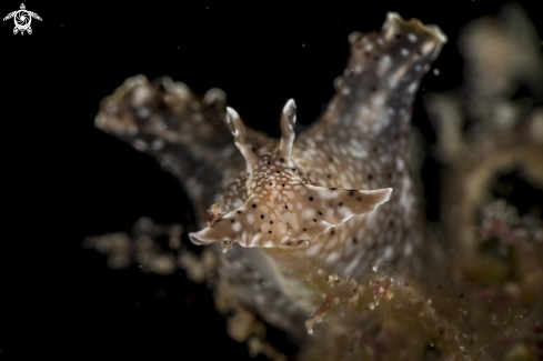 A Aplysia argus